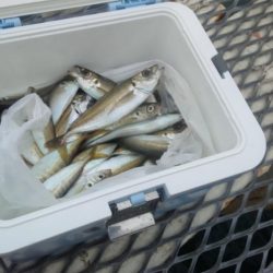 今日もアジは好調　（下関フィッシングパーク）